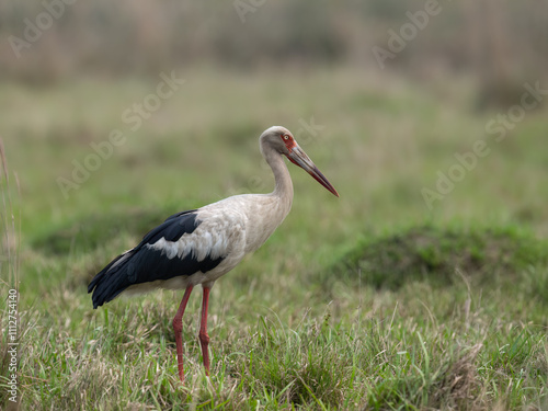 Obraz na płótnie Maguari Stork standing in the field against the grassy background w salonie