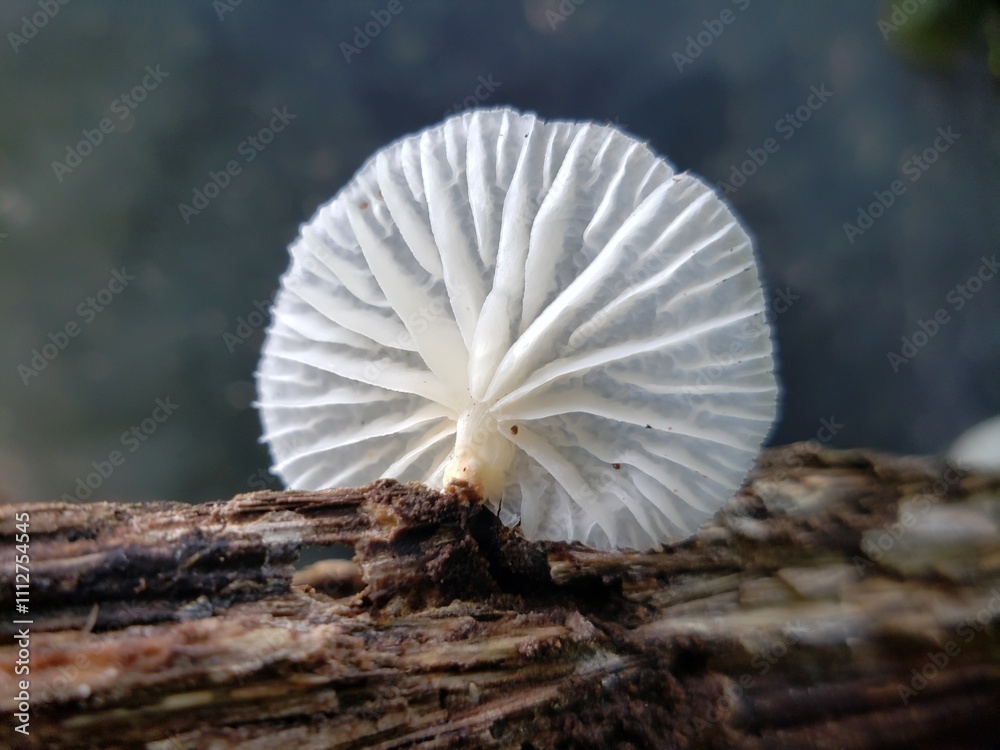 Delicate White Mushroom on Decaying Wood Delicate White Mushroom on Decaying Wood