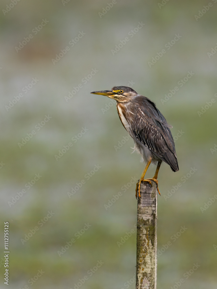 Striated Heron perched on a fence post against blur background Striated Heron perched on a fence post against blur background