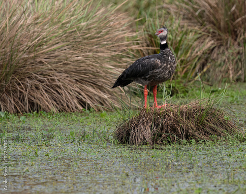 Southern Screamer standing in a wetland habitat surrounded by aquatic vegetation  photo