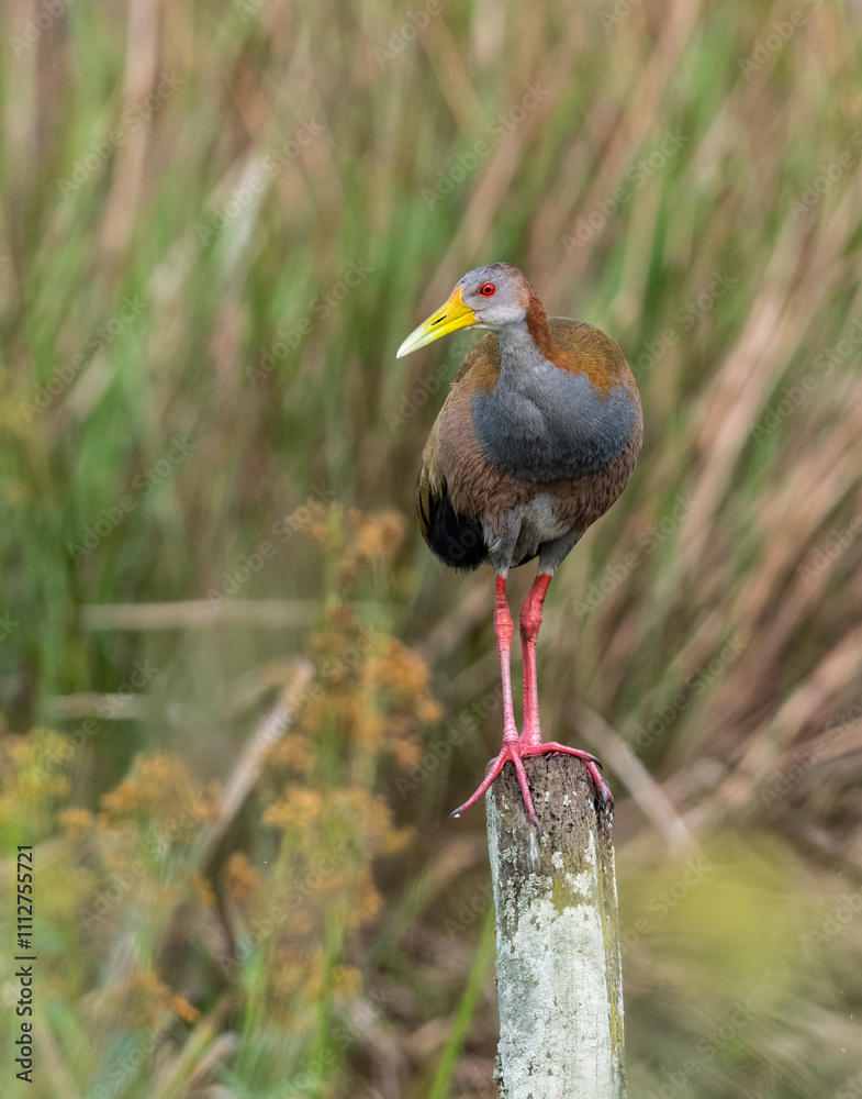 Fototapeta premium Giant Wood-Rail perched on a fence post against blur background