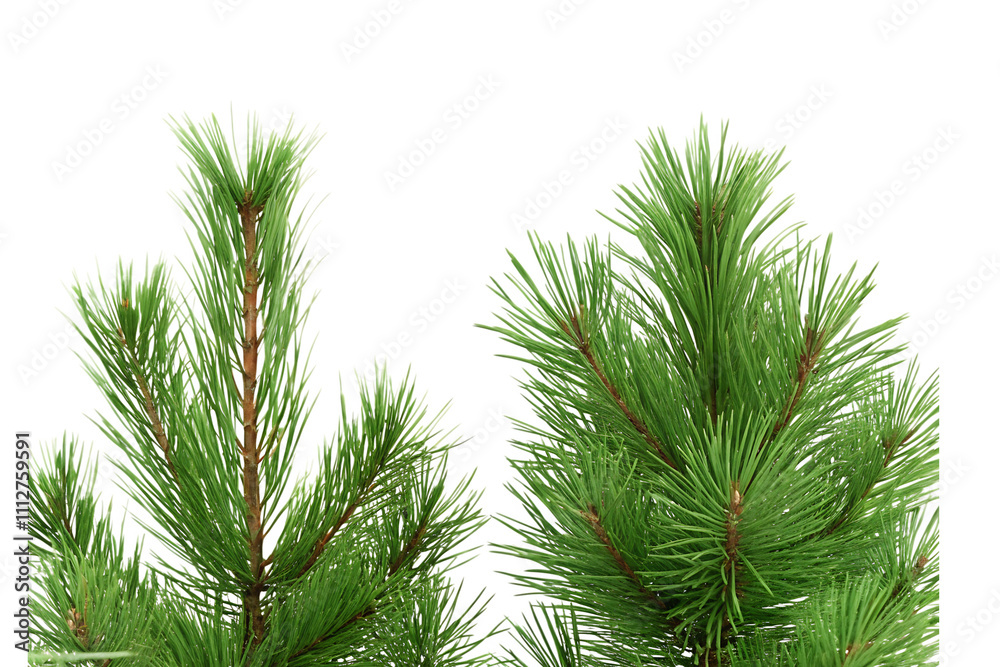 Pine tree branches isolated white background.AI GENERATED Pine tree branches isolated white background.AI GENERATED