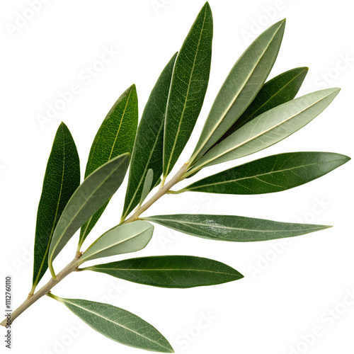 Olive Branch with Green Leaves isolate on transparent background cutout, PNG, Cutout