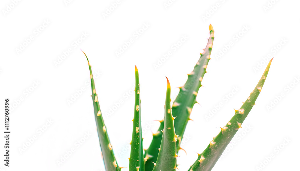 Naklejka premium Close-up of fresh aloe vera leaves for health care and cosmetics