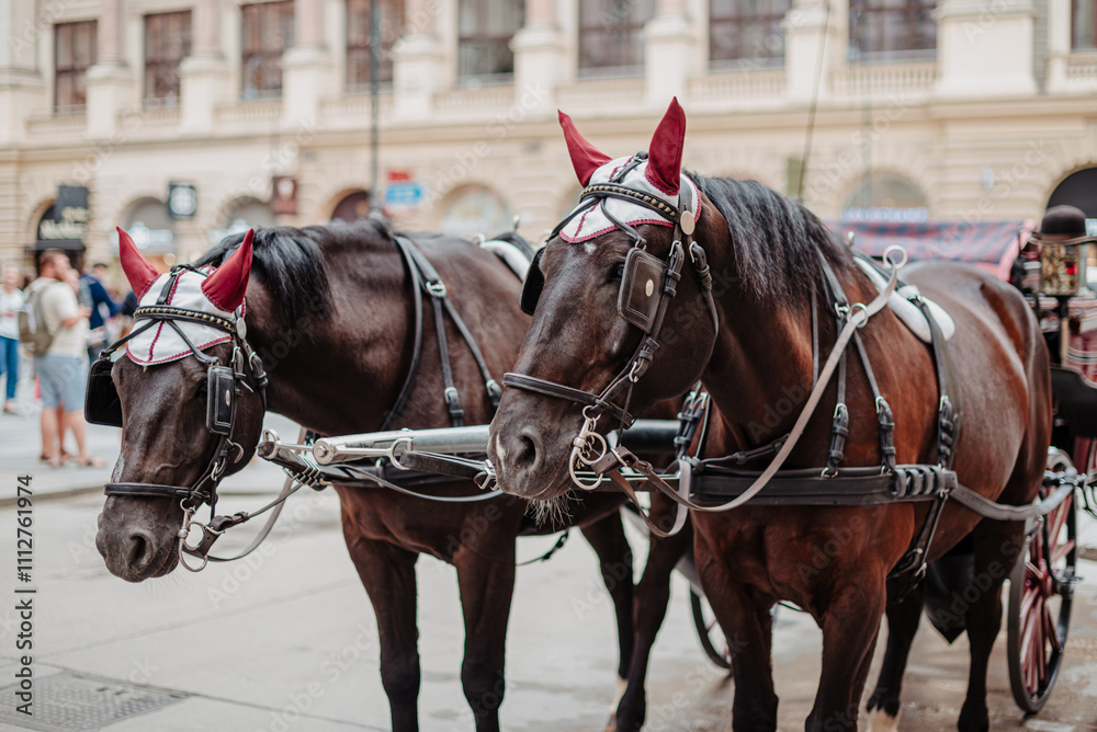 Dos caballos marrones que tiran de un tradicional carruaje en las calles de Viena, Austria, con cuernos rojos y anteojeras y muserola en la cabeza. Dos caballos marrones que tiran de un tradicional carruaje en las calles de Viena, Austria, con cuernos rojos y anteojeras y muserola en la cabeza.