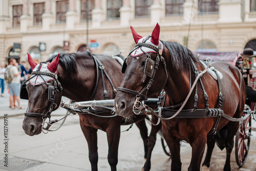 Dos caballos marrones que tiran de un tradicional carruaje en las calles de Viena, Austria, con cuernos rojos y anteojeras y muserola en la cabeza.