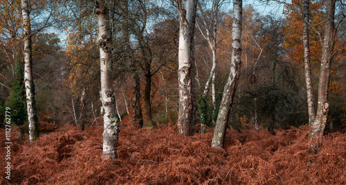 Silver birches amidst golden ferns in the New Forest, a national park and one of the largest forested areas in southern England. 