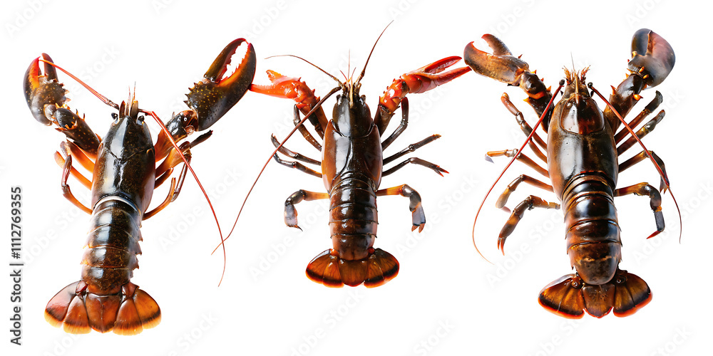 Set of Raw lobster collection on transparent background.AI GENERATED Set of Raw lobster collection on transparent background.AI GENERATED