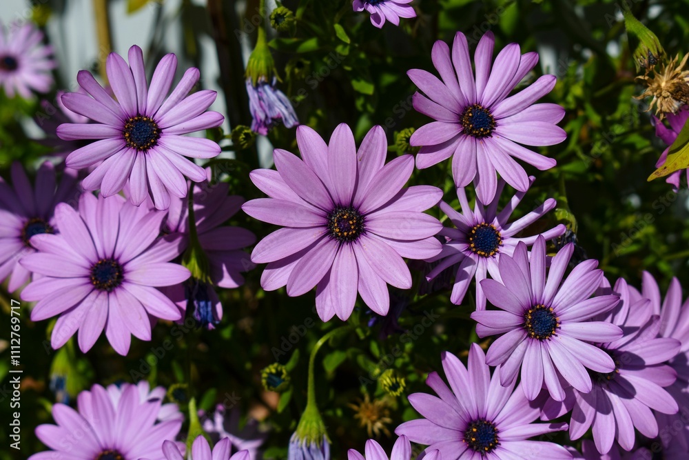 Fototapeta premium Closeup of purple daisies in full bloom under sunlight, showcasing natural beauty and vivid colors