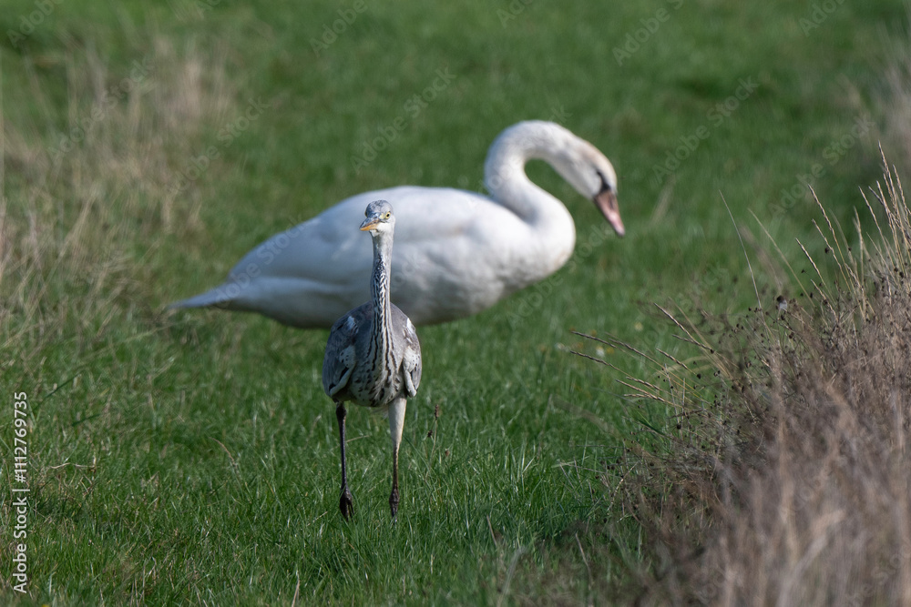 Obraz premium Héron cendré, Ardea cinerea, Grey Heron, Marais Breton, Vendée, 85, France