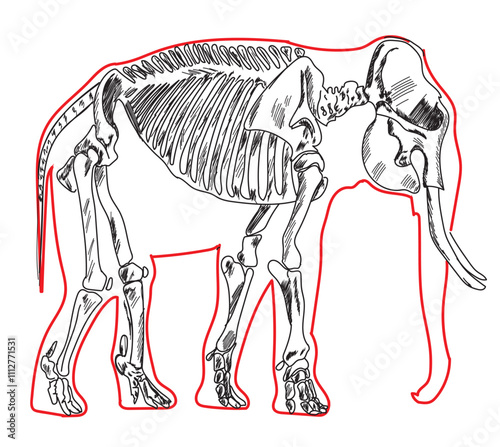 Skeletal system of animals. Animals Bone Structure hand drawing vector illustration