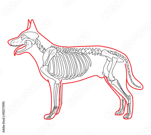 Skeletal system of animals. Animals Bone Structure hand drawing vector illustration