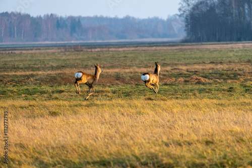 Wild Roe Deer in a Natural Habitat. Graceful Roe Deer in Golden Meadow.