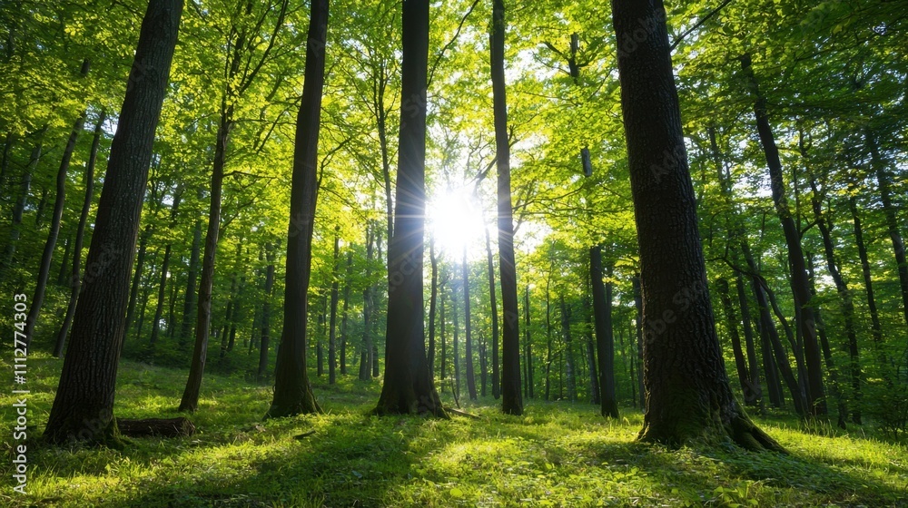 Fototapeta premium A forest with trees and a sun shining through the leaves
