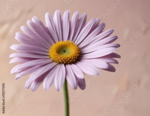 closeup shot of a single daisy flower against a soft peach background with subtle lilac undertones, daisy, single, flower photo