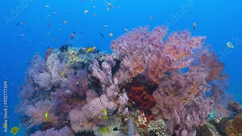 Coral reef life. Variety of tropical fish, vivid colors, sponges and corals. Underwater scuba diving in the tropical sea. Snorkeling on the reef. Scuba diving exploration, marine life in the ocean. photo