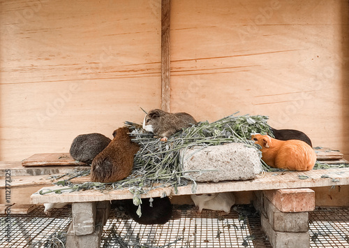 Guinea pig family eating photo