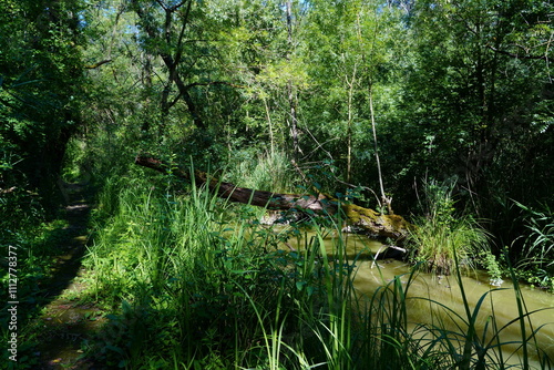 Oasis of Punte Alberete: a freshwater wetland stretching for about 190 hectares near Ravenna (Italy) photo