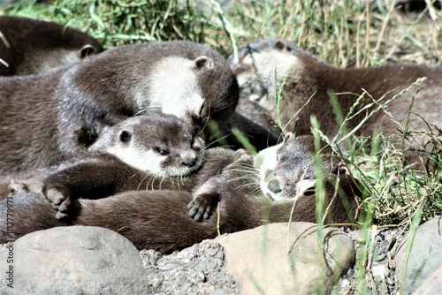 Otter Fisch Familie Niedlich Natur  photo