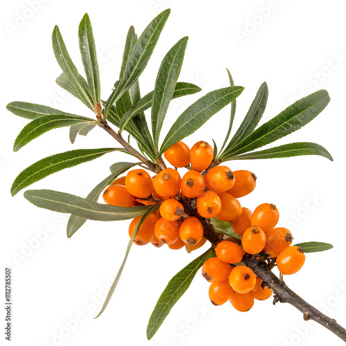 Sea buckthorn isolated on the transparent background