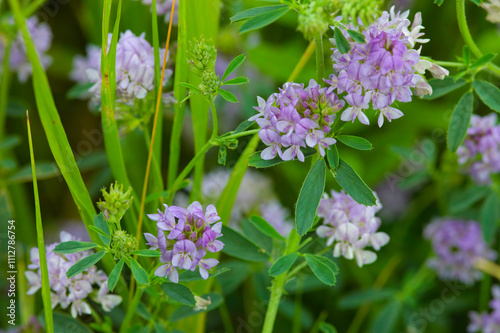 Crown vetch flowers close up photo