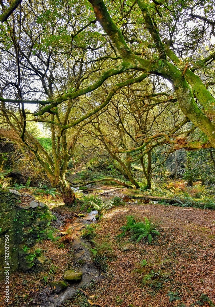 Ramaje y follaje espeso en un bosque de Galicia Ramaje y follaje espeso en un bosque de Galicia