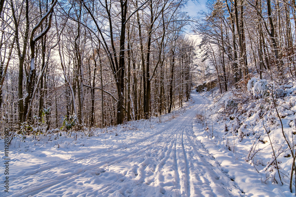A snowy forest with trees covered in snow. The trees are bare and the snow is deep. The scene is peaceful and serene. Germany.