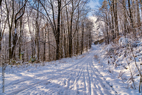 Obraz na płótnie A snowy forest with trees covered in snow. The trees are bare and the snow is deep. The scene is peaceful and serene. Germany. w salonie