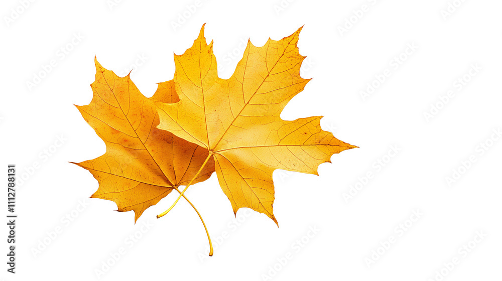 A few falling autumn maple leaves isolated on Transparent PNG format Background A few falling autumn maple leaves isolated on Transparent PNG format Background