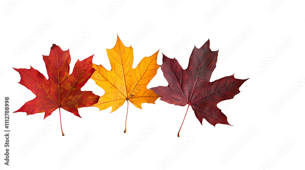 A few falling autumn maple leaves isolated on Transparent PNG format Background A few falling autumn maple leaves isolated on Transparent PNG format Background