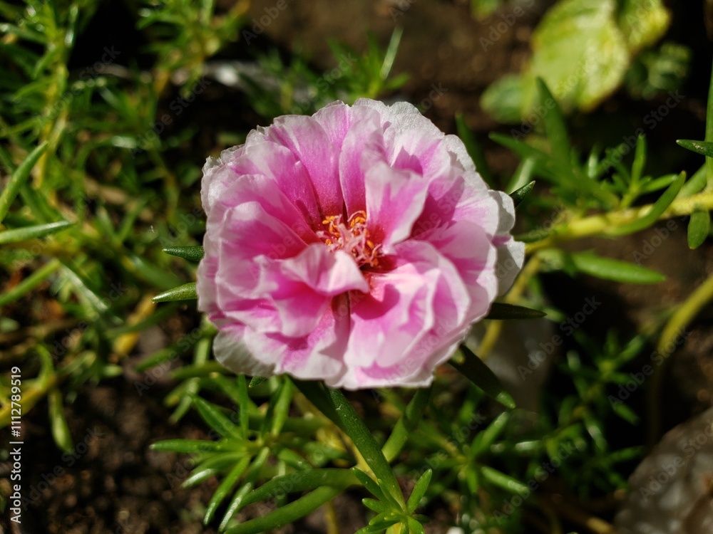 Pink and White Flower Blooming in Green Foliage Pink and White Flower Blooming in Green Foliage