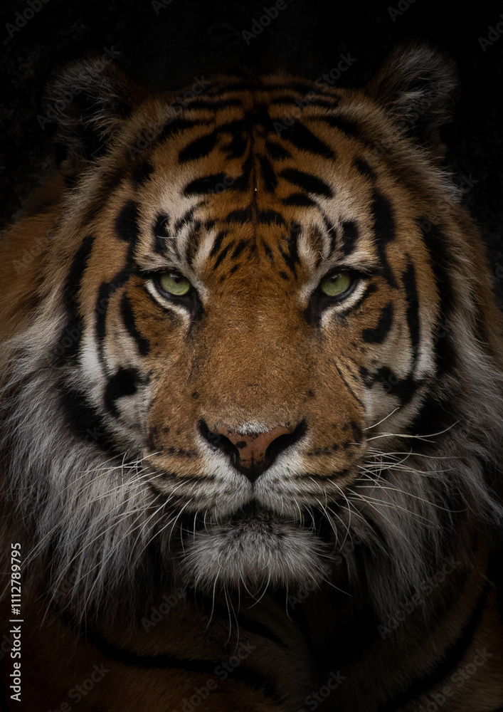 Fototapeta premium Big tiger portrait