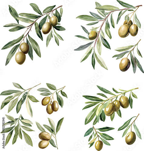 Green olives with leaves isolated on a white background, vector illustration se