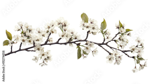 Blossom branch transparent background