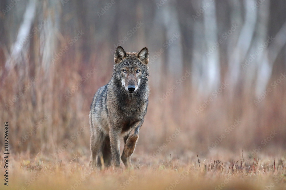 Fototapeta premium Wilk szary, wilk (Canis lupus) , wolf