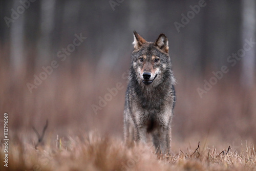 Wilk szary, wilk (Canis lupus) , wolf