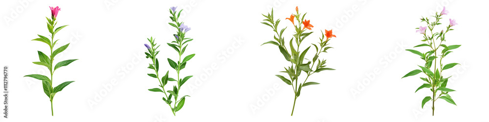 Fototapeta premium Cuphea isolated on transparent background, Set of