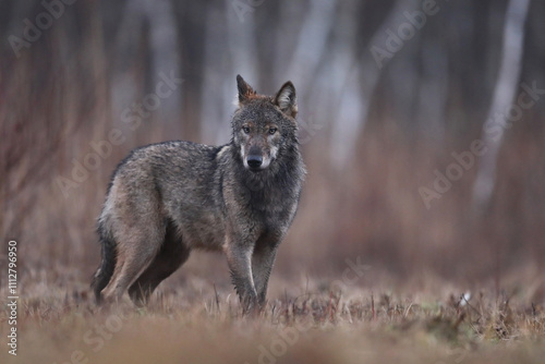 Wilk szary, wilk (Canis lupus) , wolf photo