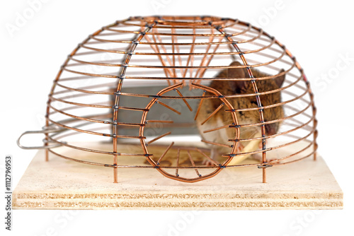 Close-up of the entrance of a live mousetrap with house mouse, Mus musculus, caught in a basket trap and eating cheese, isolated on white background photo