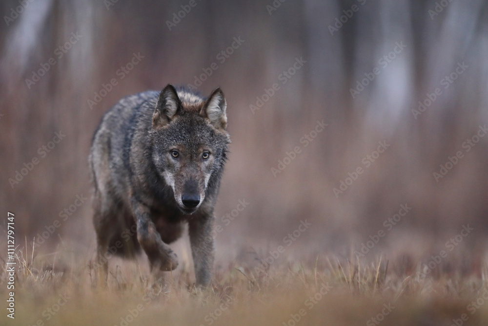 Fototapeta premium Wilk szary, wilk (Canis lupus) , wolf