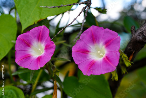 A pink flower in the greenery. A pale pink Ipomoea flower. photo