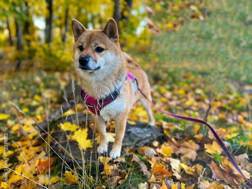 Wallpaper Mural Captivating autumn scene featuring a young red and white Japanese Shiba Inu dog strolling through a carpet of golden leaves. High quality close-up photo. Plenty of copy space available. Torontodigital.ca