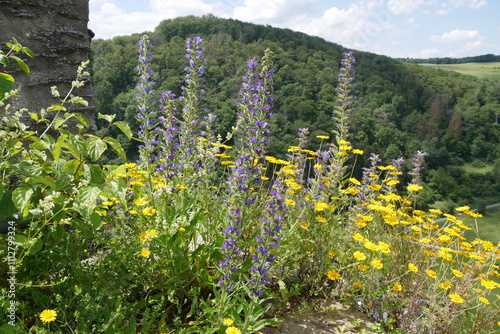 Gelbe und blaue Blumen auf Mauer an der Burgruine Hohenstein photo