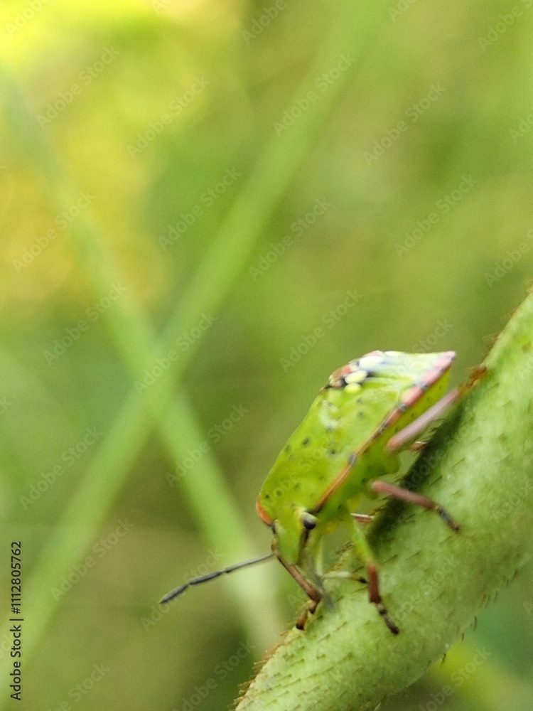 Close-up photo of a tiny brown insect perched on a bright green leaf, surrounded by lush summer foliage. Close-up photo of a tiny brown insect perched on a bright green leaf, surrounded by lush summer foliage.