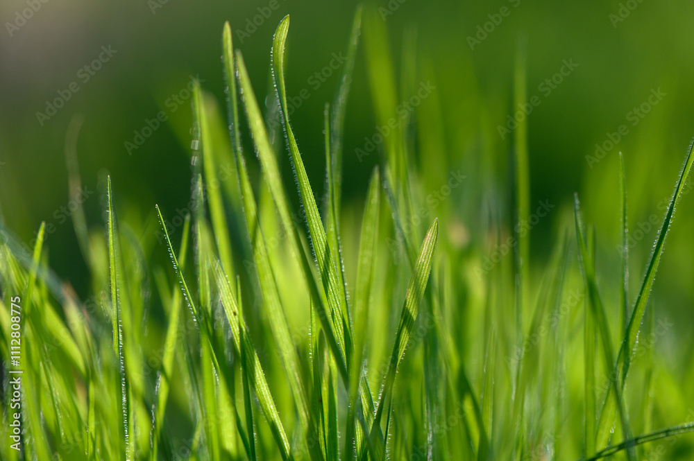 Obraz premium Lush green grass illuminated by morning sunlight in a tranquil outdoor setting. Generative AI