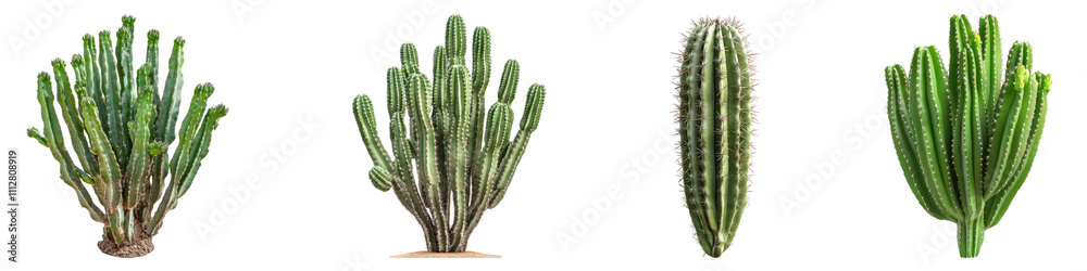 Dutchman pipe cactus isolated on transparent background, Set of Dutchman pipe cactus isolated on transparent background, Set of