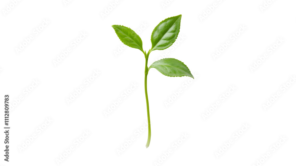 Plant growing from soil transparent background Plant growing from soil transparent background