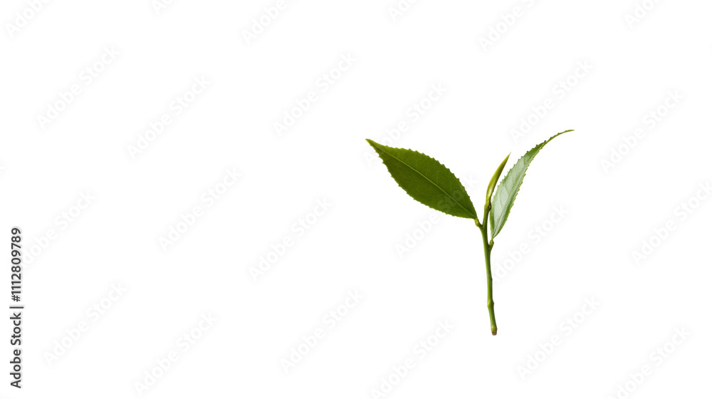 Fototapeta premium Plant growing from soil transparent background