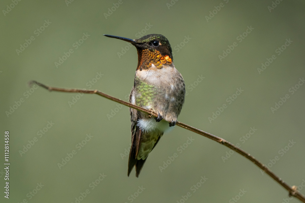 Fototapeta premium hummingbird