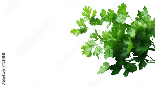Parsley transparent background